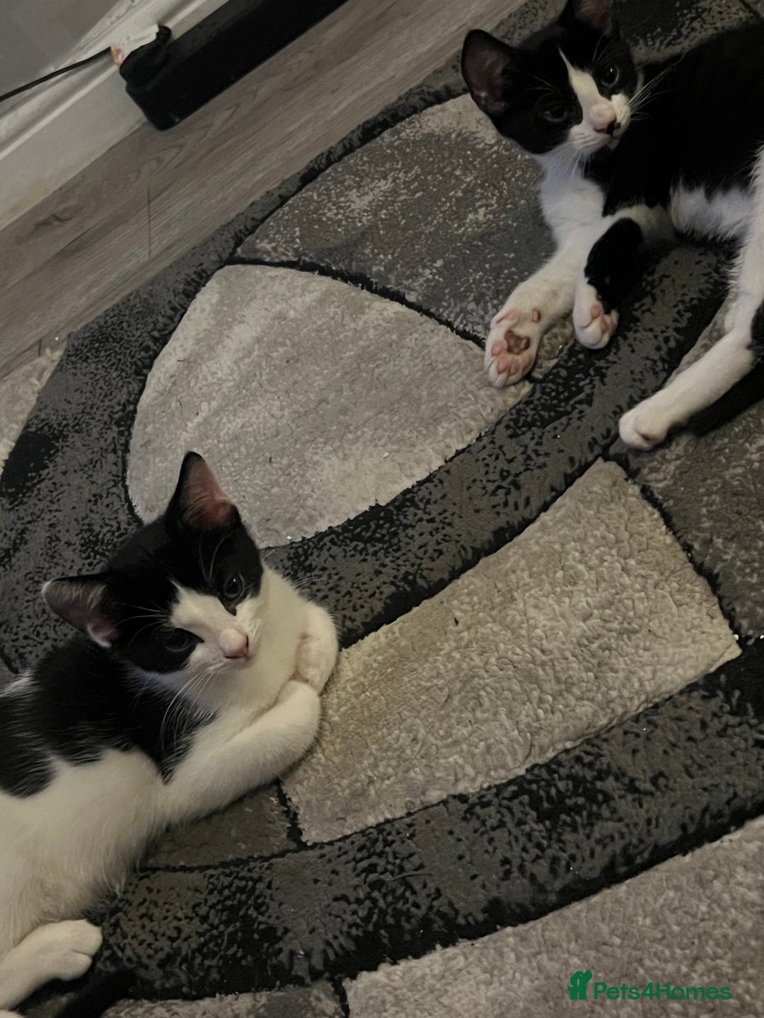 Mixed Breed cats for sale: 🚨😍BEAUTIFUL MALE KITTENS FOR SALE 🚨🥰 - Image 7