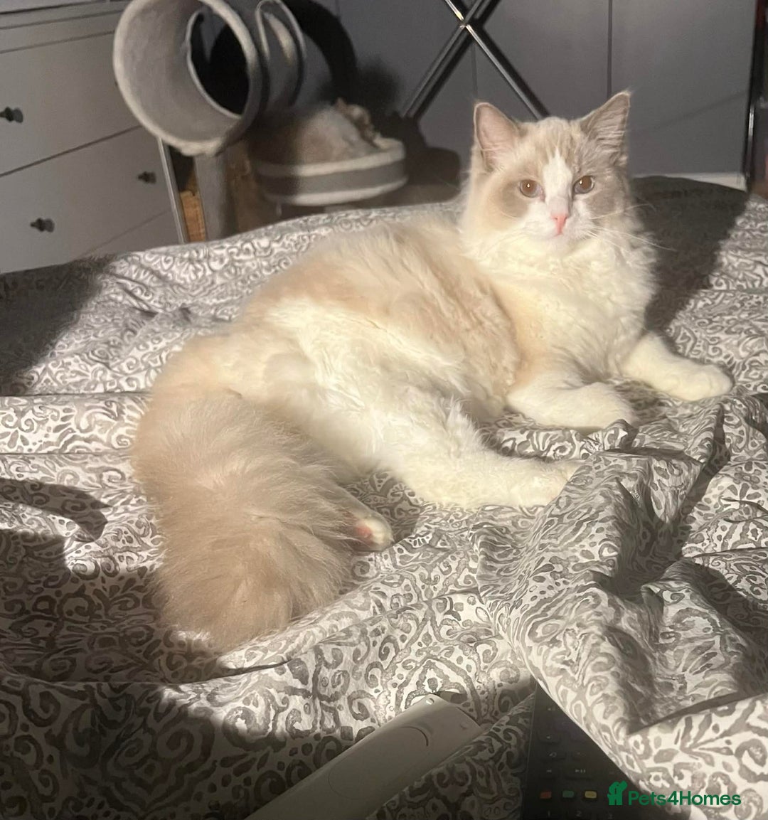 Ragdoll cats for sale: Beautiful Ragdoll Boy - Advert 2