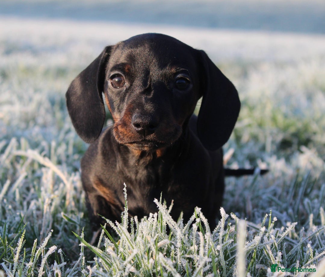 Miniature Dachshund dogs for sale: Stunning Miniature Dachshund Puppies - Advert 29