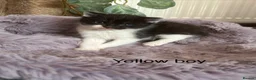 Mixed Breed cats for sale: Fluffy black and white kittens  - Advert 11