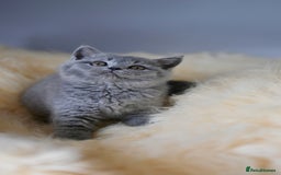 British Shorthair cats for sale: GCCF reg blue kittens  - Image 10