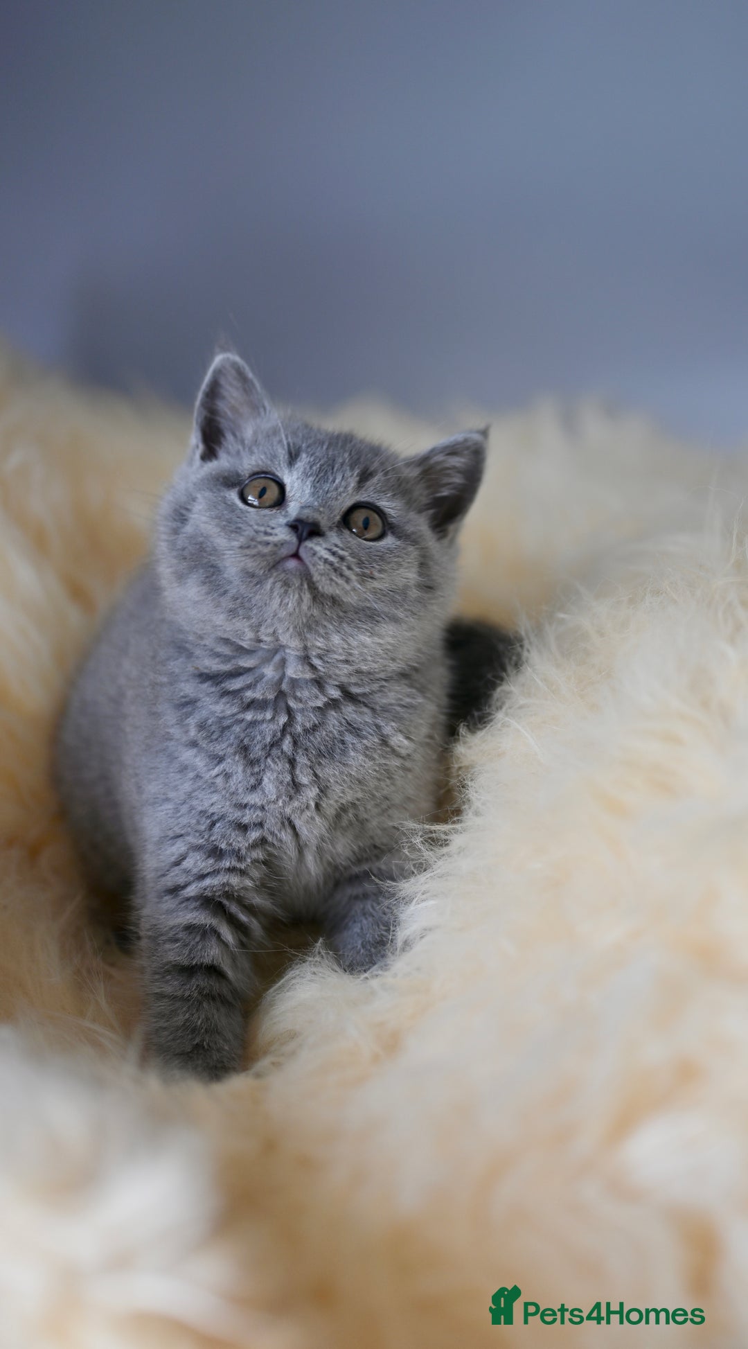 British Shorthair cats for sale: GCCF reg blue kittens  - Image 10