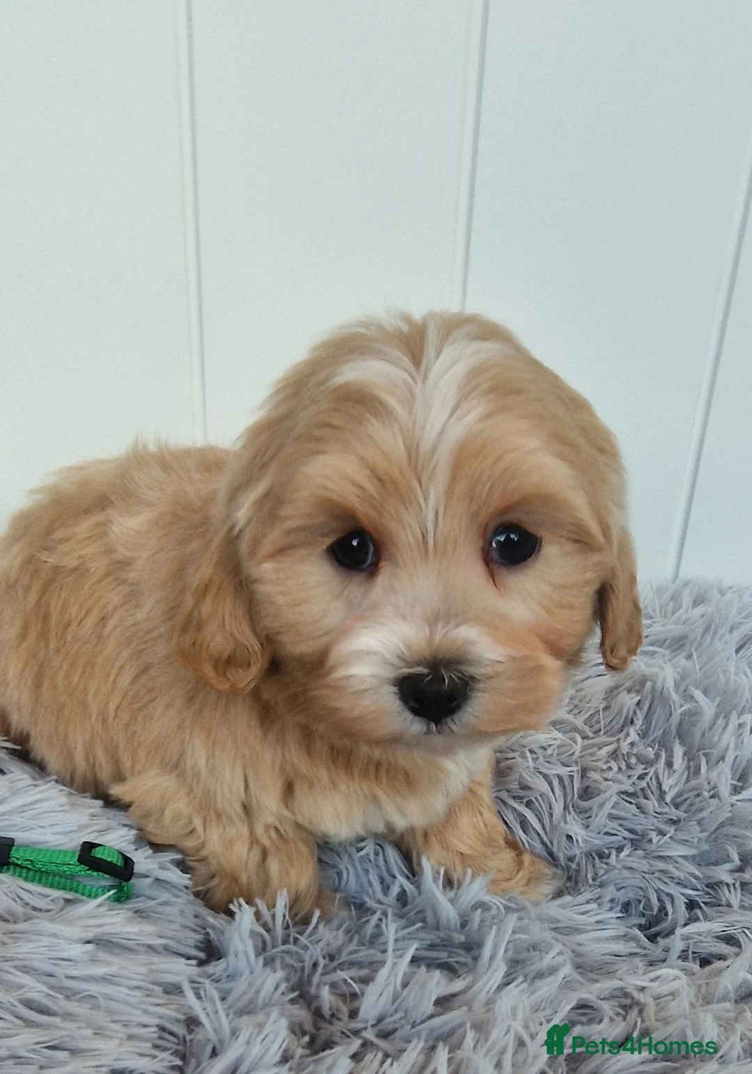 Maltipoo dogs for sale:  Beautiful health clear Maltipoo's - Advert 7