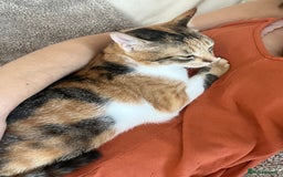 Mixed Breed cats for adoption: Bonded Sisters Lana and Reya 💕 - Image 11