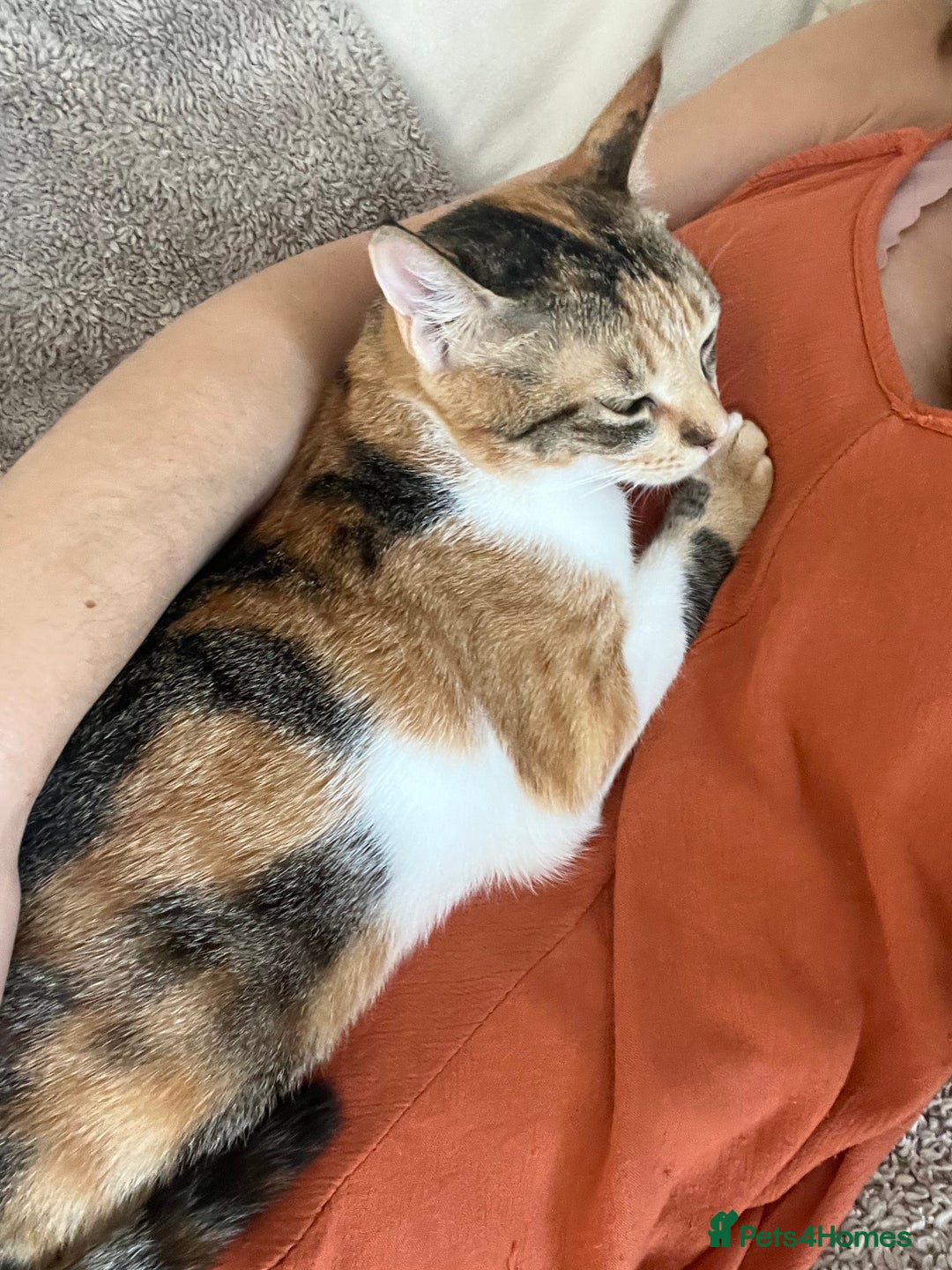 Mixed Breed cats for adoption: Bonded Sisters Lana and Reya 💕 - Image 11