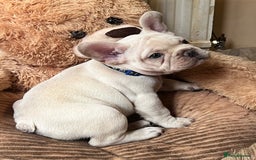 French Bulldog dogs for sale: Beautiful French Bulldog Puppies - Image 24