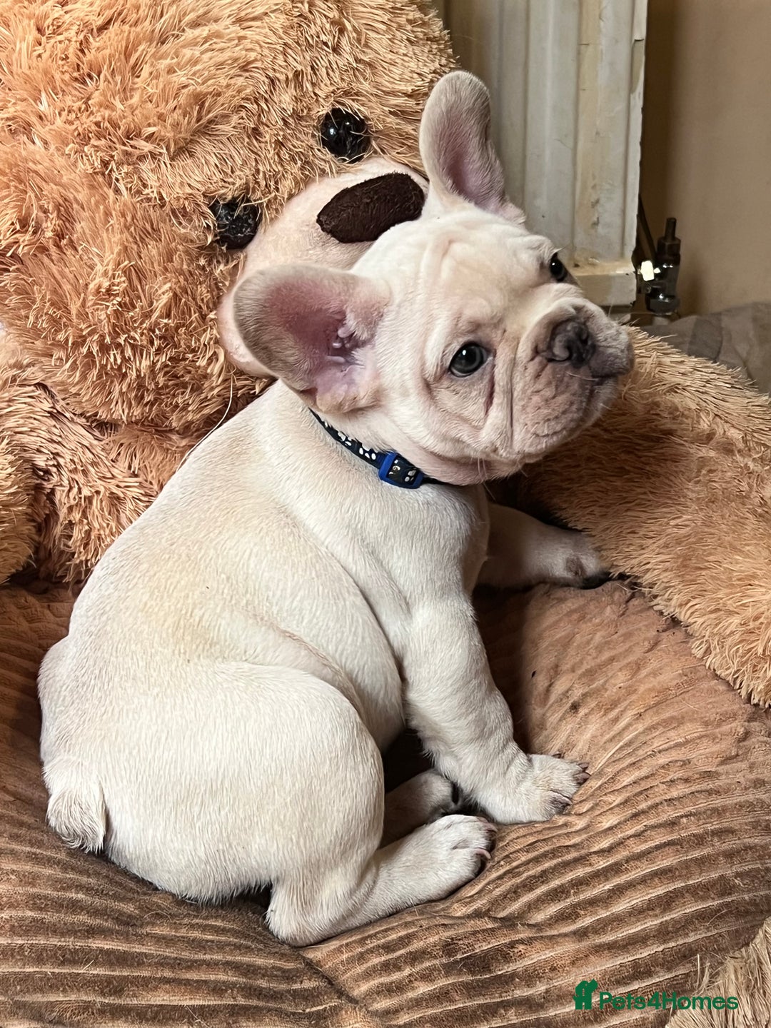 French Bulldog dogs for sale: Beautiful French Bulldog Puppies - Image 24