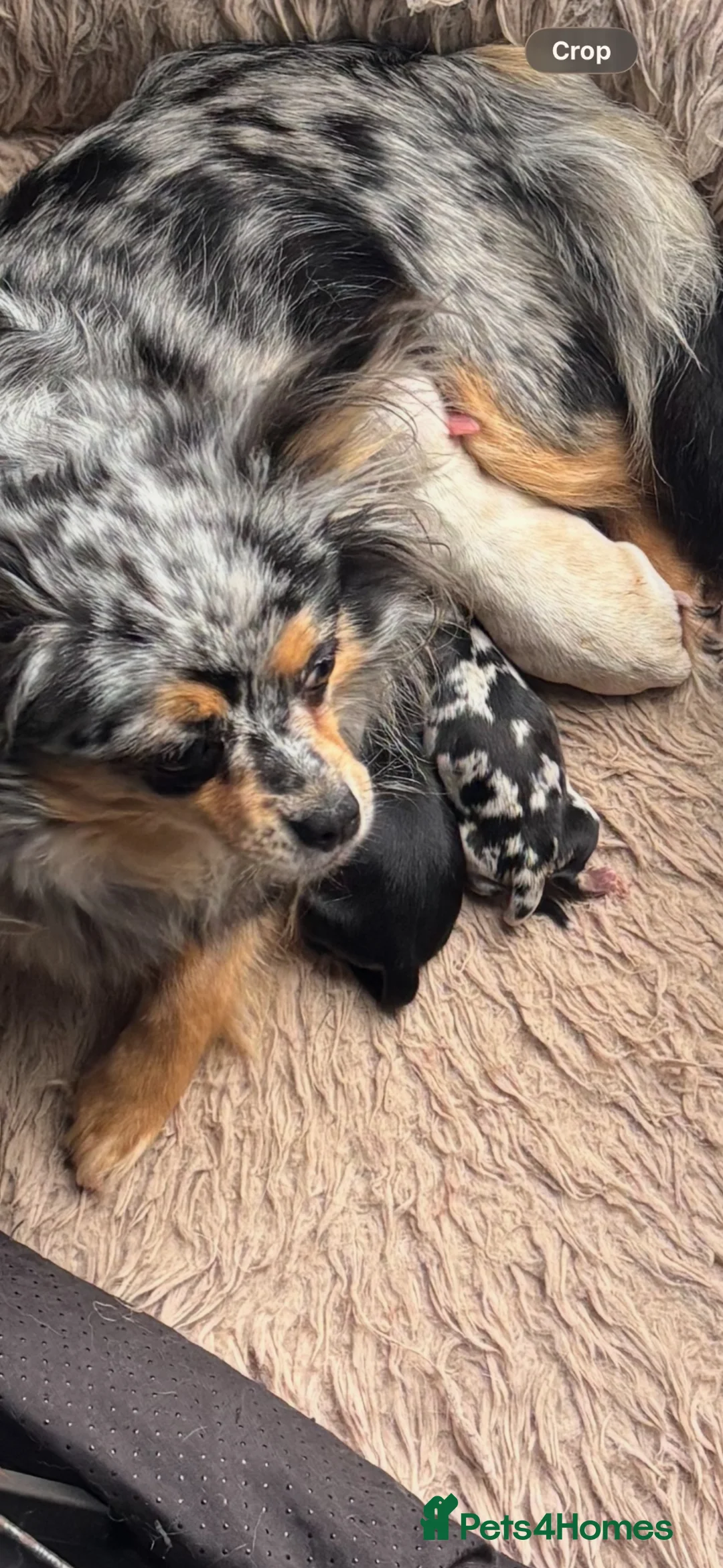 Chihuahua dogs for sale: 3 STUNNING LONGHAIRED MERLE CHIHUAHUAS  - Advert 16
