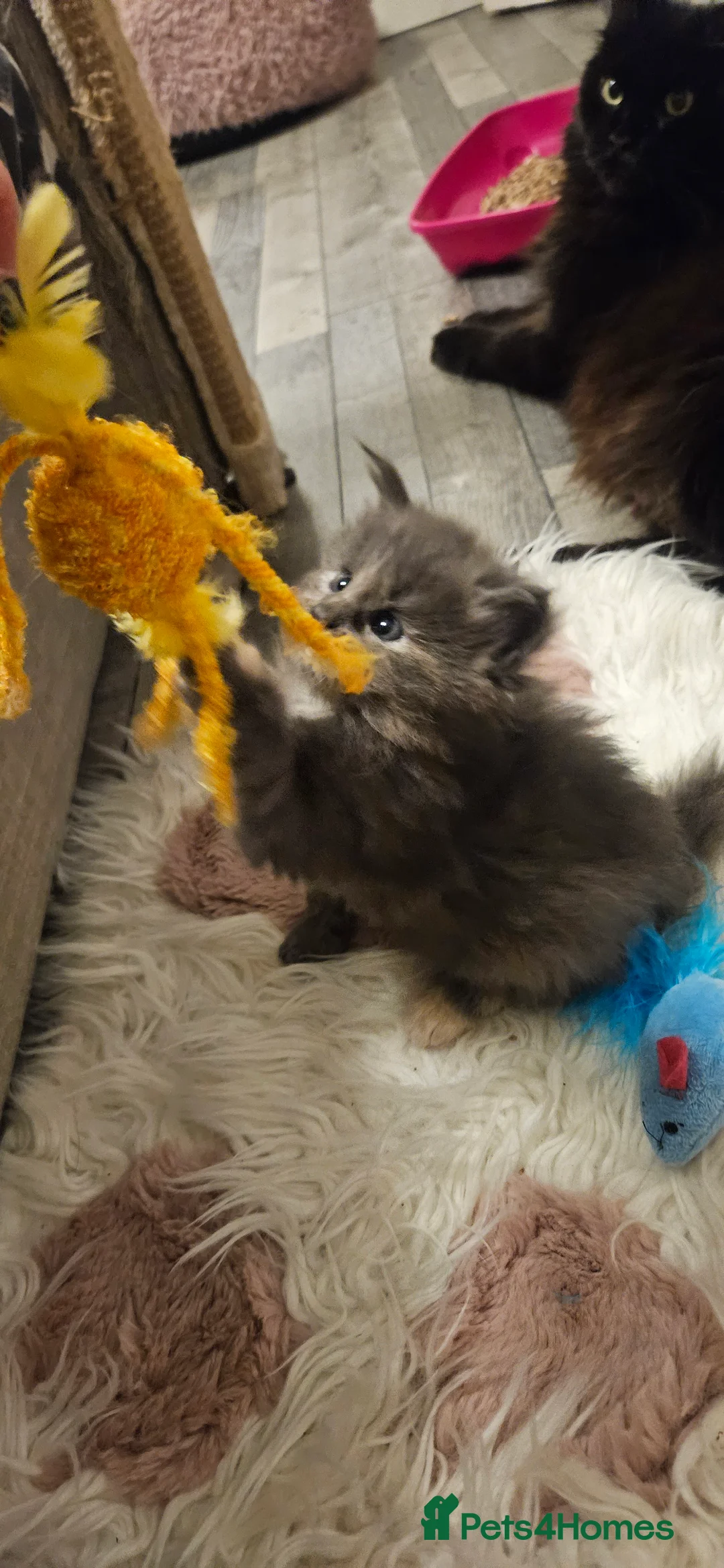 Maine Coon cats for sale: Beautiful tica registered maine coon kittens  - Advert 8