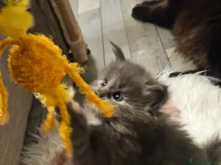 Maine Coon cats Beautiful outstanding tica registered maine coons - Advert 10