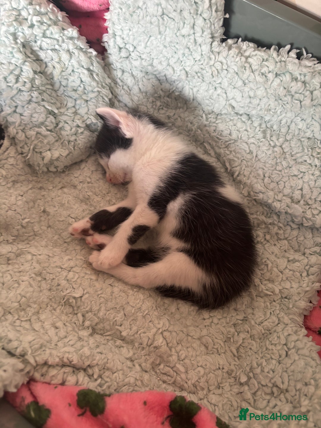 Domestic Shorthair cats for sale: Teddy is looking for his forever home  - Image 6
