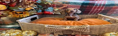 Miniature Dachshund 3