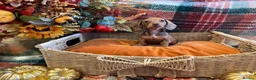 Miniature Dachshund dogs for sale: Red dachshund puppies  - Advert 8