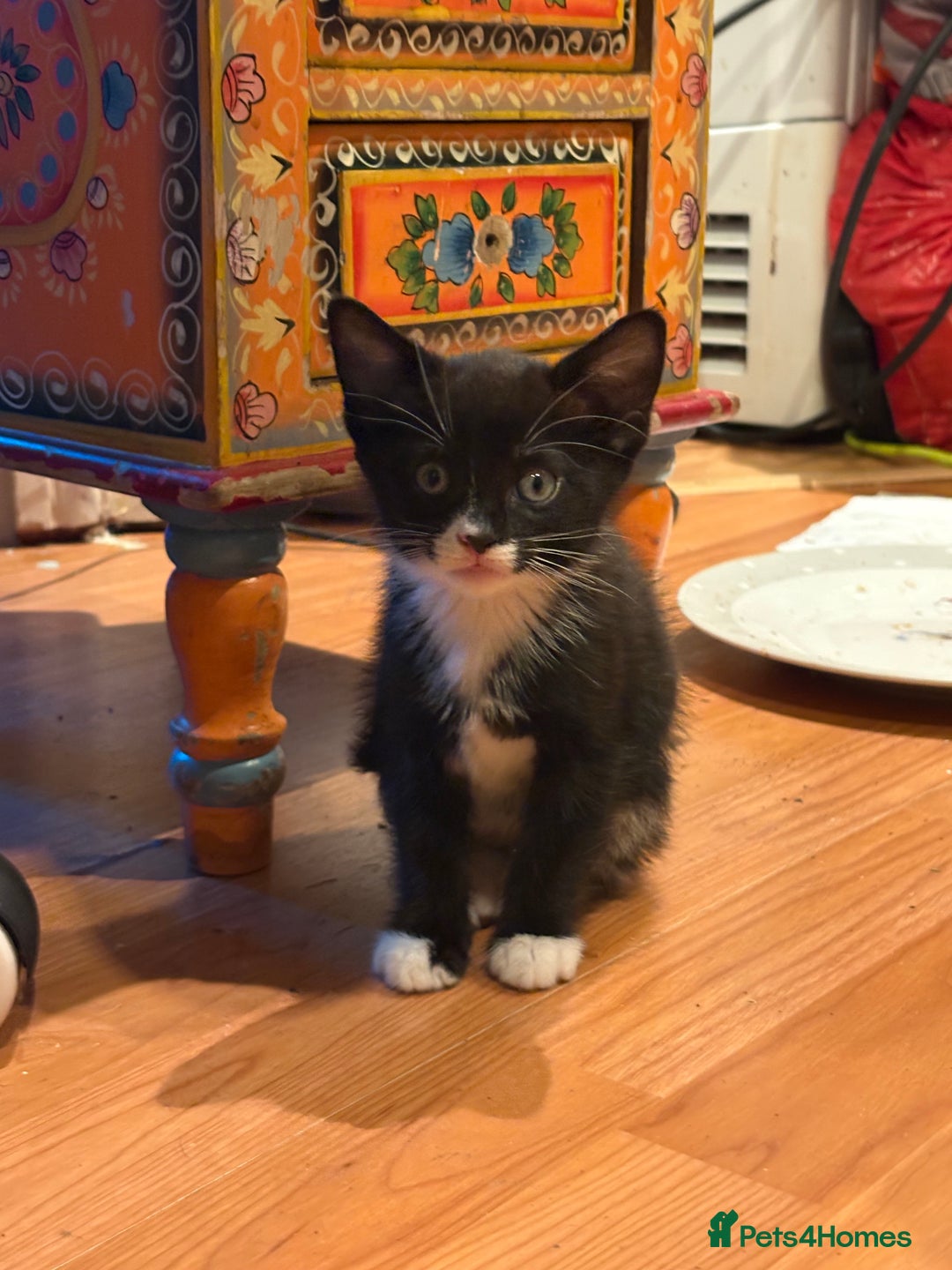 Mixed Breed cats for sale: Cheeky kittens - Image 5