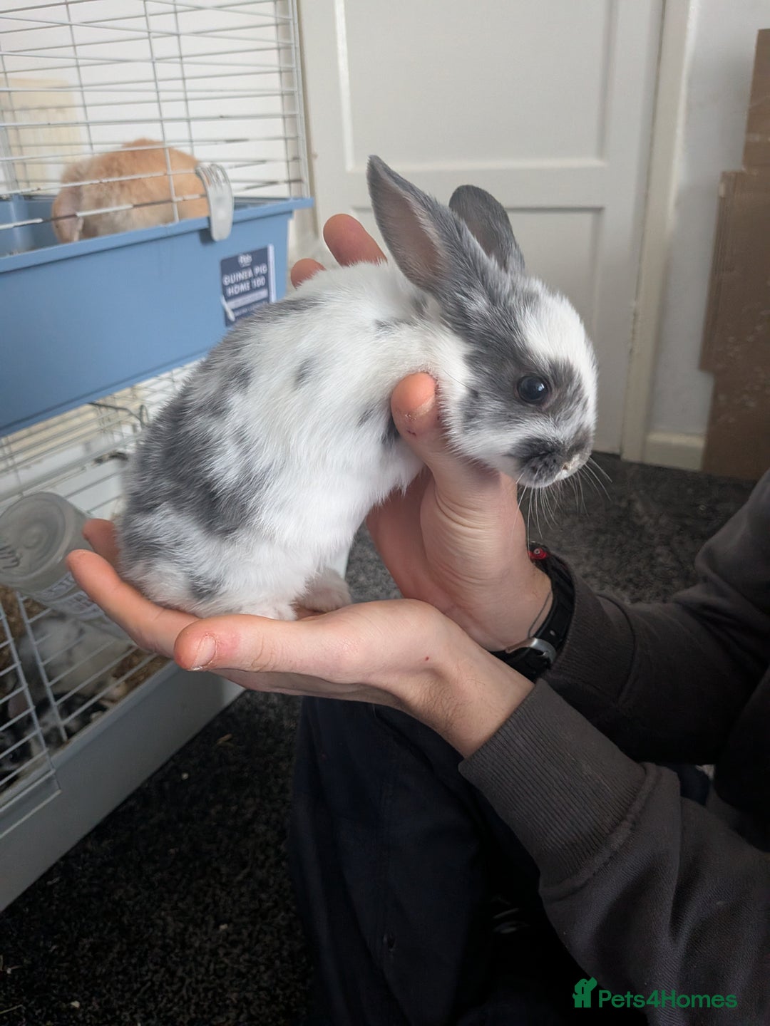 Mixed Breed rabbits for sale: Baby rabbits  - Advert 1