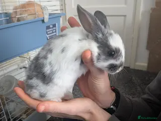 Mixed Breed rabbits Baby rabbits - Advert 10