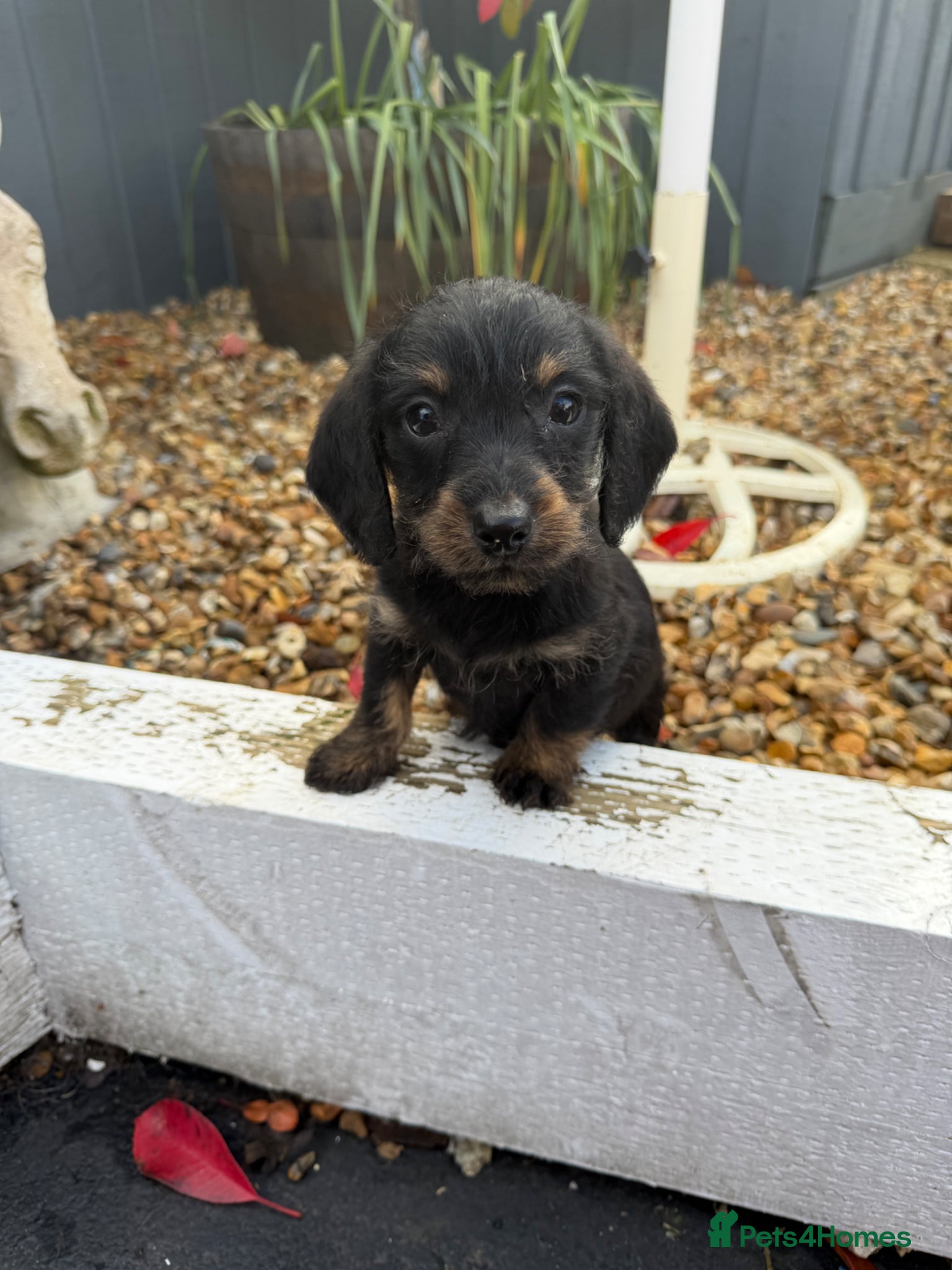 Doxiepoo dogs doxiepoo puppies for sale  - Advert 20