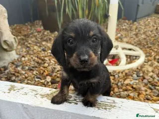 Doxiepoo dogs doxiepoo puppies for sale - Advert 20