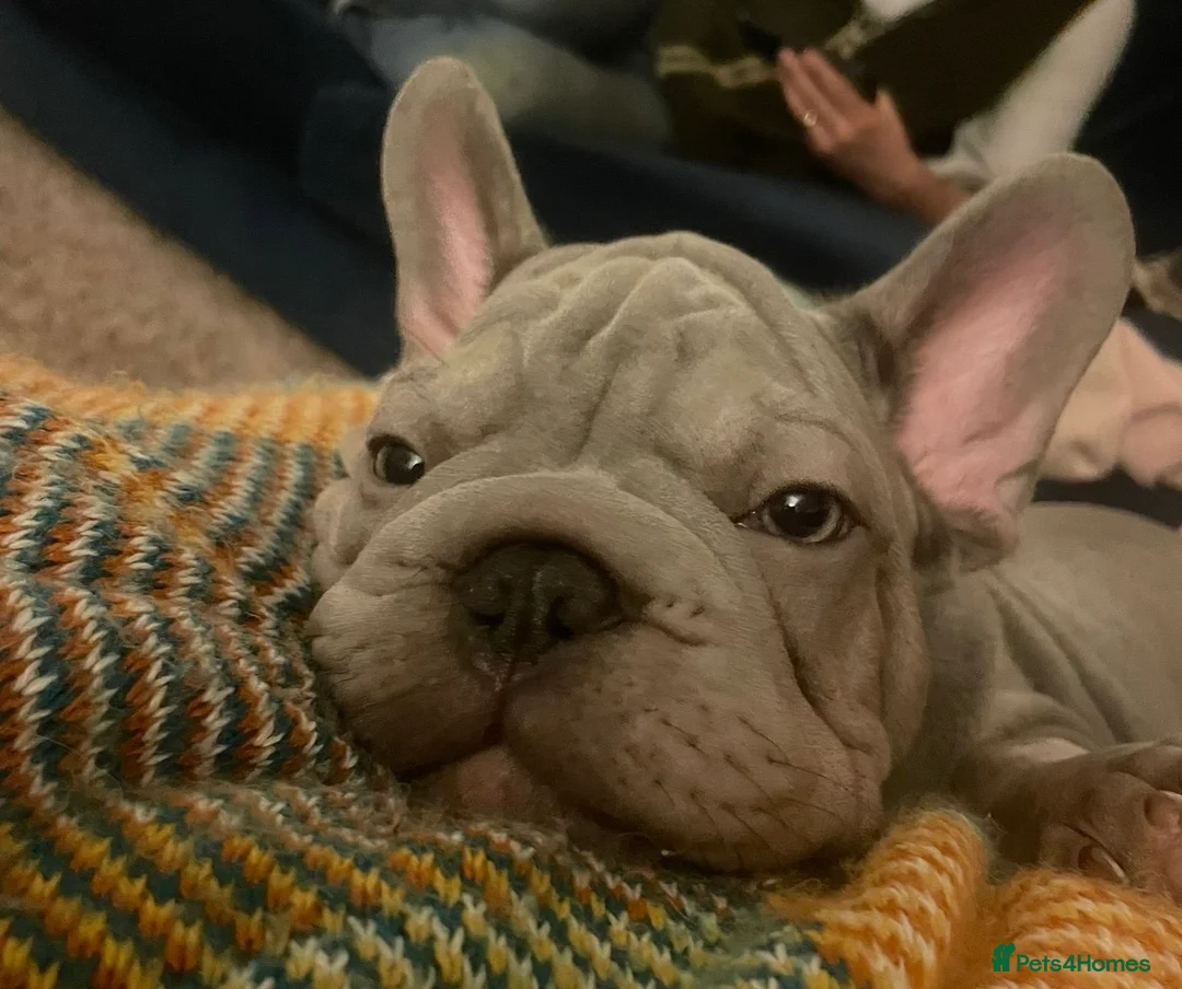 French Bulldog dogs for sale: male French bulldog puppy  - Advert 2