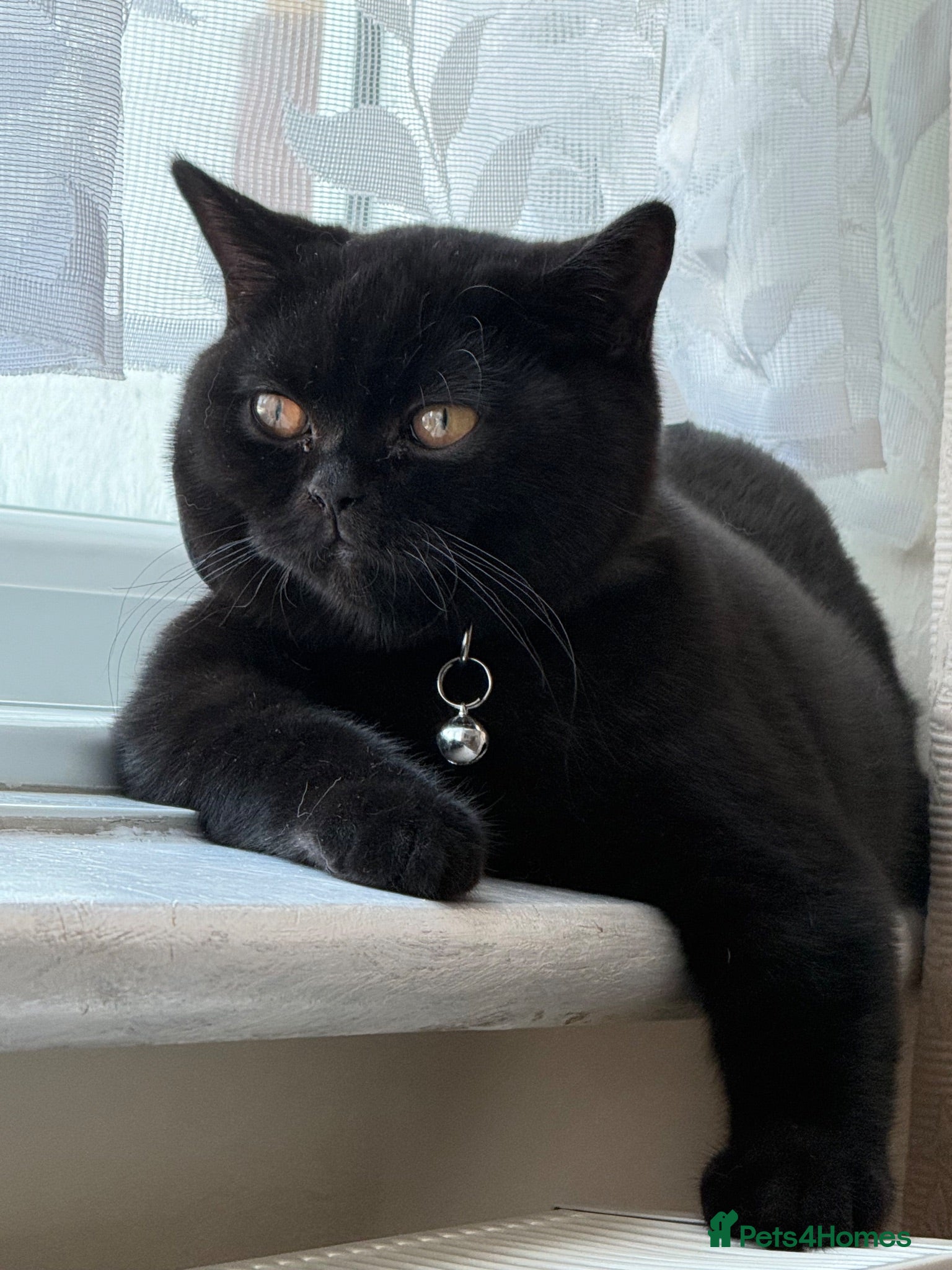 British Shorthair cats Gccf reg. British Shorthair Black/dark chocolate  - Advert 2