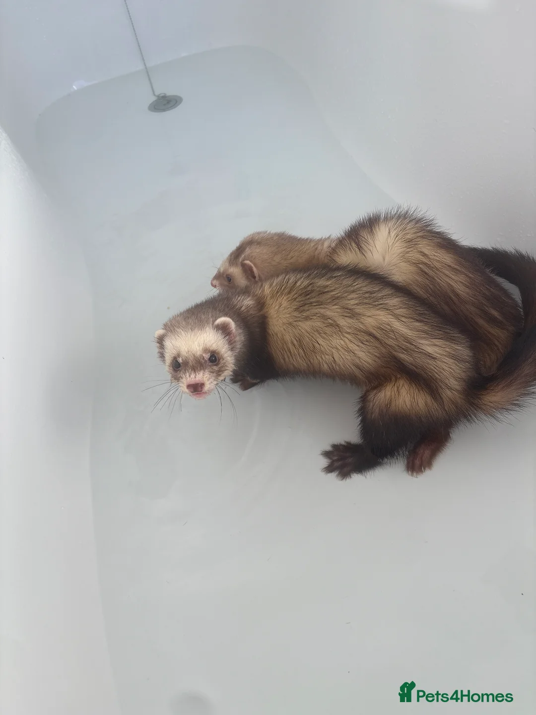 Ferret rodents for sale: Male ferrets  in Enfield - Advert 1
