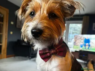 Mixed Breed dogs 🐾🍪COOKIE – a Charming Little Y.T. Gentleman 🍪🐾 - Advert 1