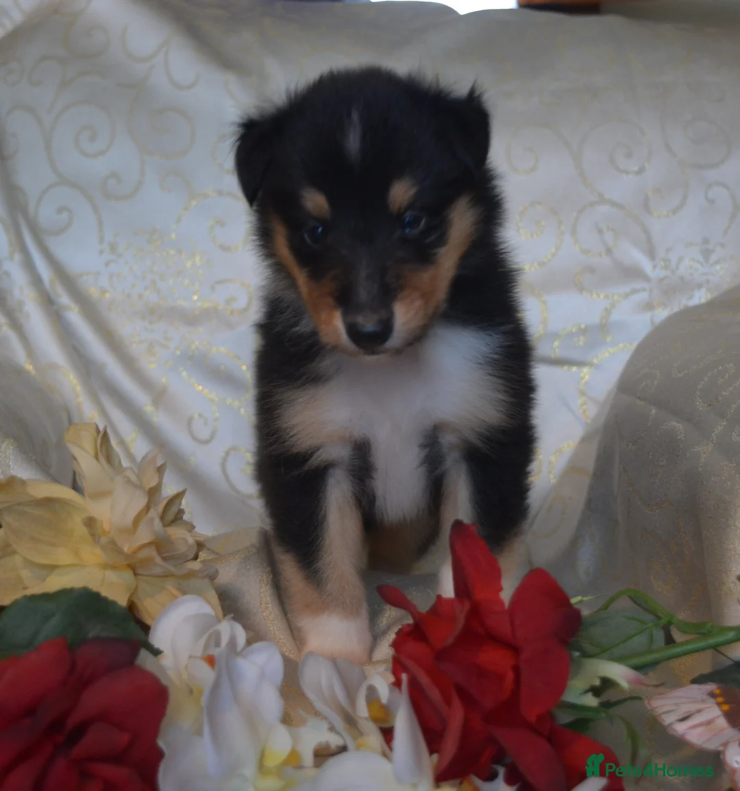 Rough Collie dogs for sale: Tricolour Males DNA clear non carriers 0% related  - Advert 14