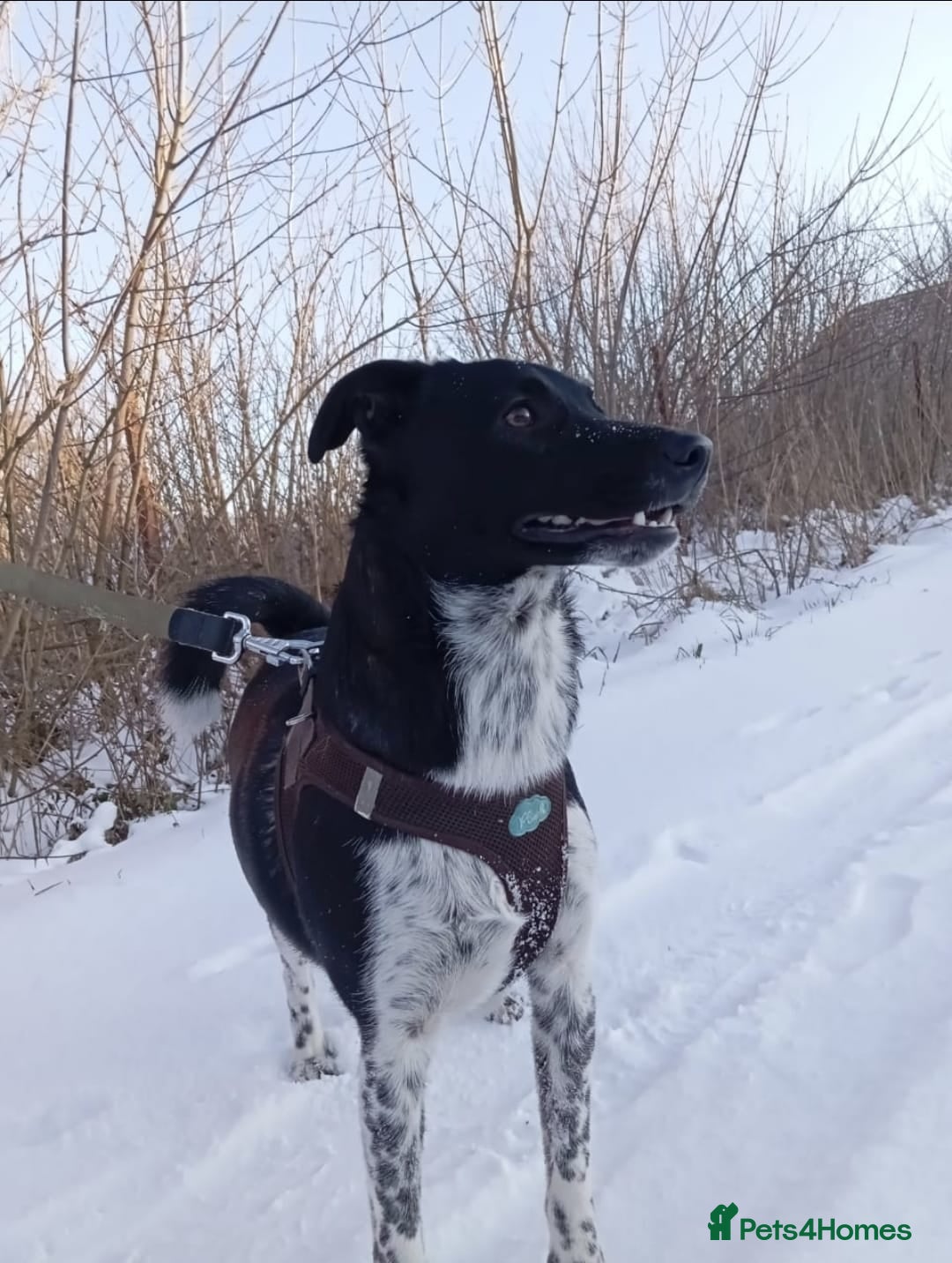 Mixed Breed dogs for adoption: 💖🐶 GEMMIE 🐶💖 - Advert 9