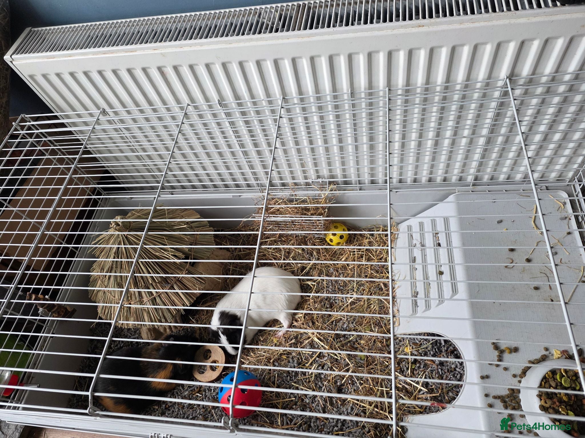 Guinea Pig rodents 2 Guinea pigs for rehoming - Advert 2