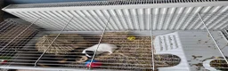 Guinea Pig rodents for sale: 2 Guinea pigs for rehoming in Bristol - Advert 1
