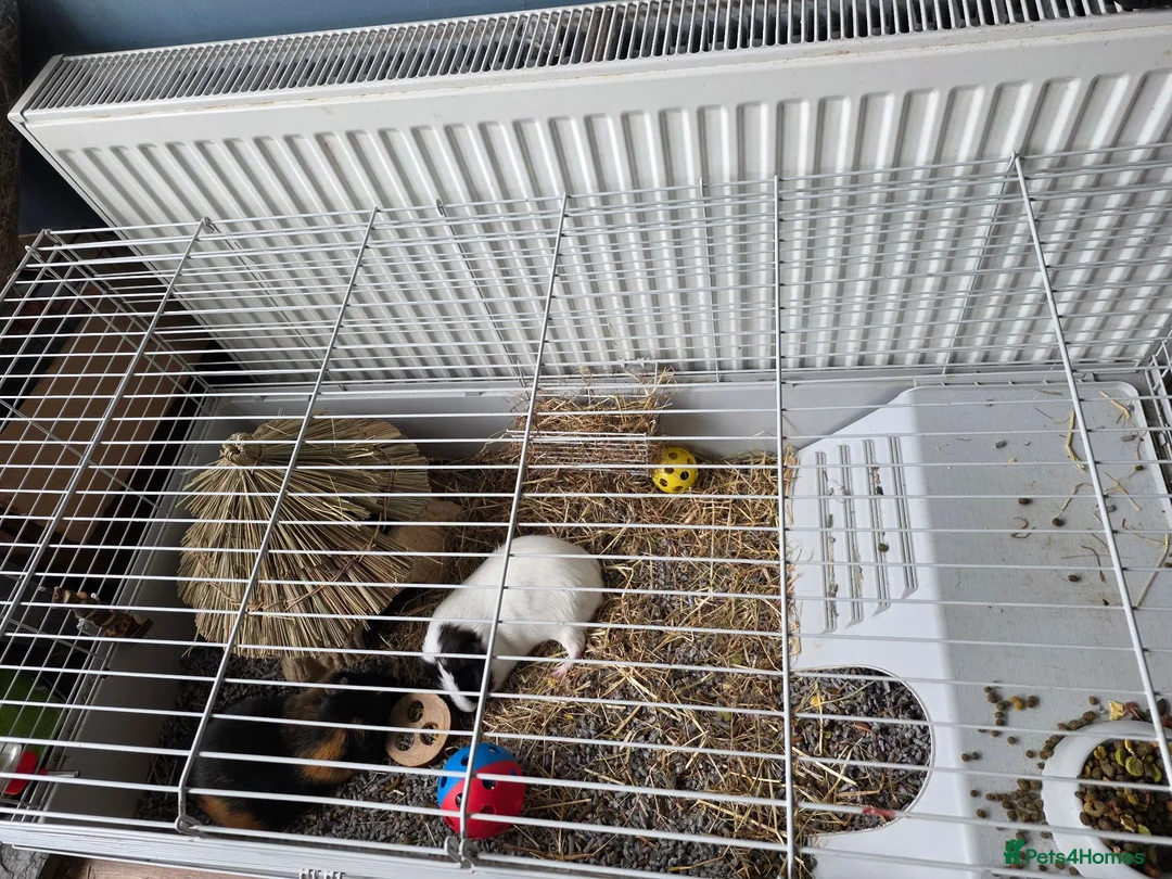 Guinea Pig rodents for sale: 2 Guinea pigs for rehoming in Bristol - Advert 1