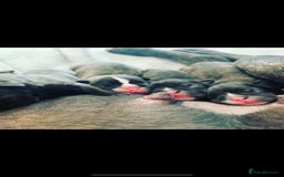 French Bulldog dogs for stud: Latte male proven stud in Harpenden - Image 9