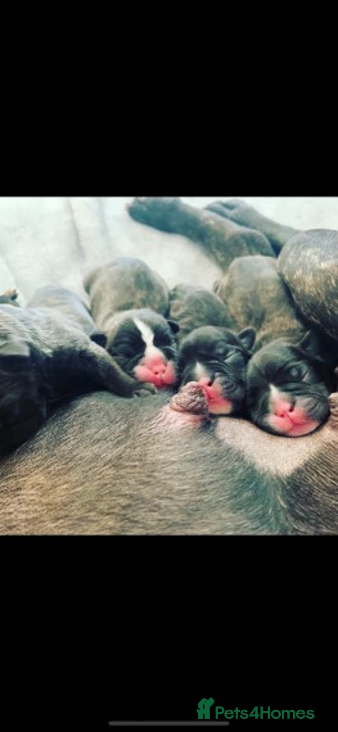 French Bulldog dogs for stud: Latte male proven stud in Harpenden - Image 9