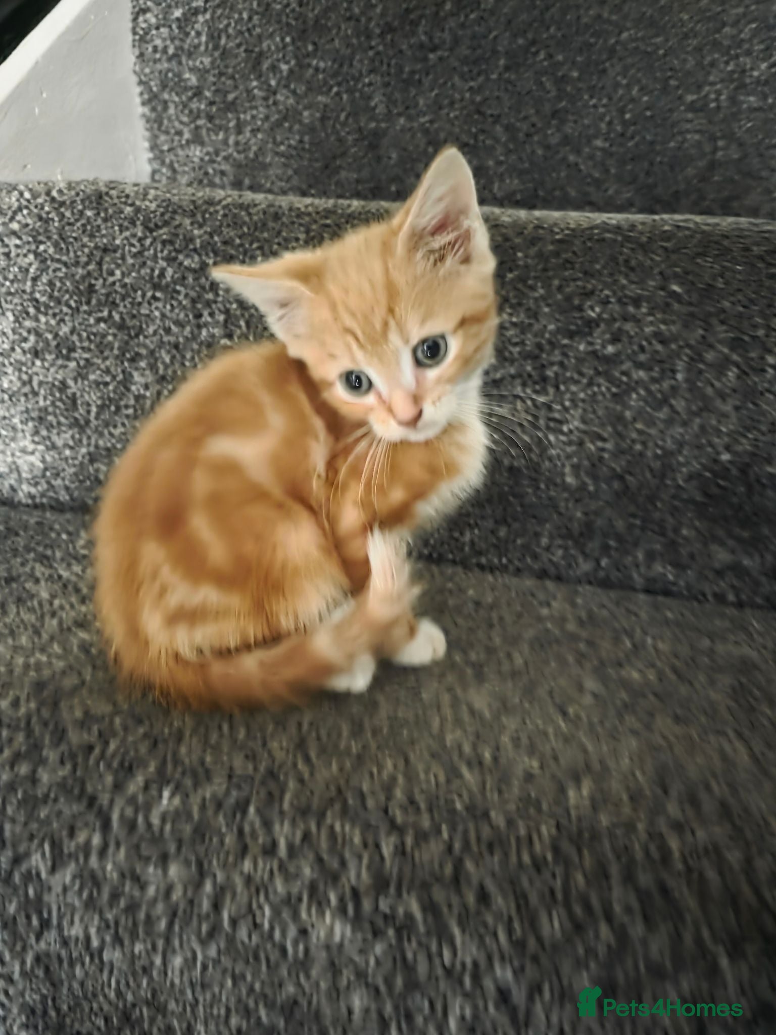 Mixed Breed cats 2 kittens left male and female Ready new home x  - Advert 6