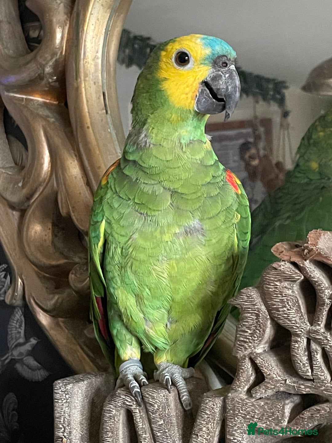 Parrots birds for sale: Beautiful hand Reared Amazon parrot and cage  - Image 2