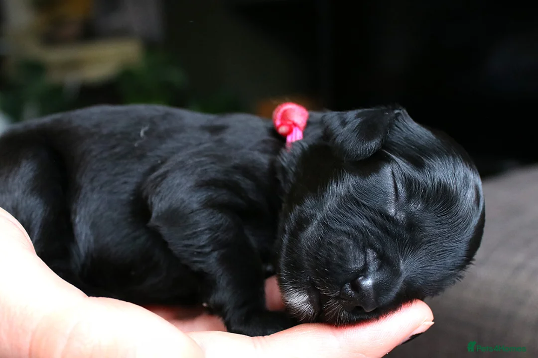 Cockapoo dogs for sale: Cockapoo Puppies for sale in Brighton - Advert 9