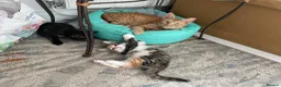 Mixed Breed cats for sale: Two stripy tortie and one black little girl in Swansea - Advert 11