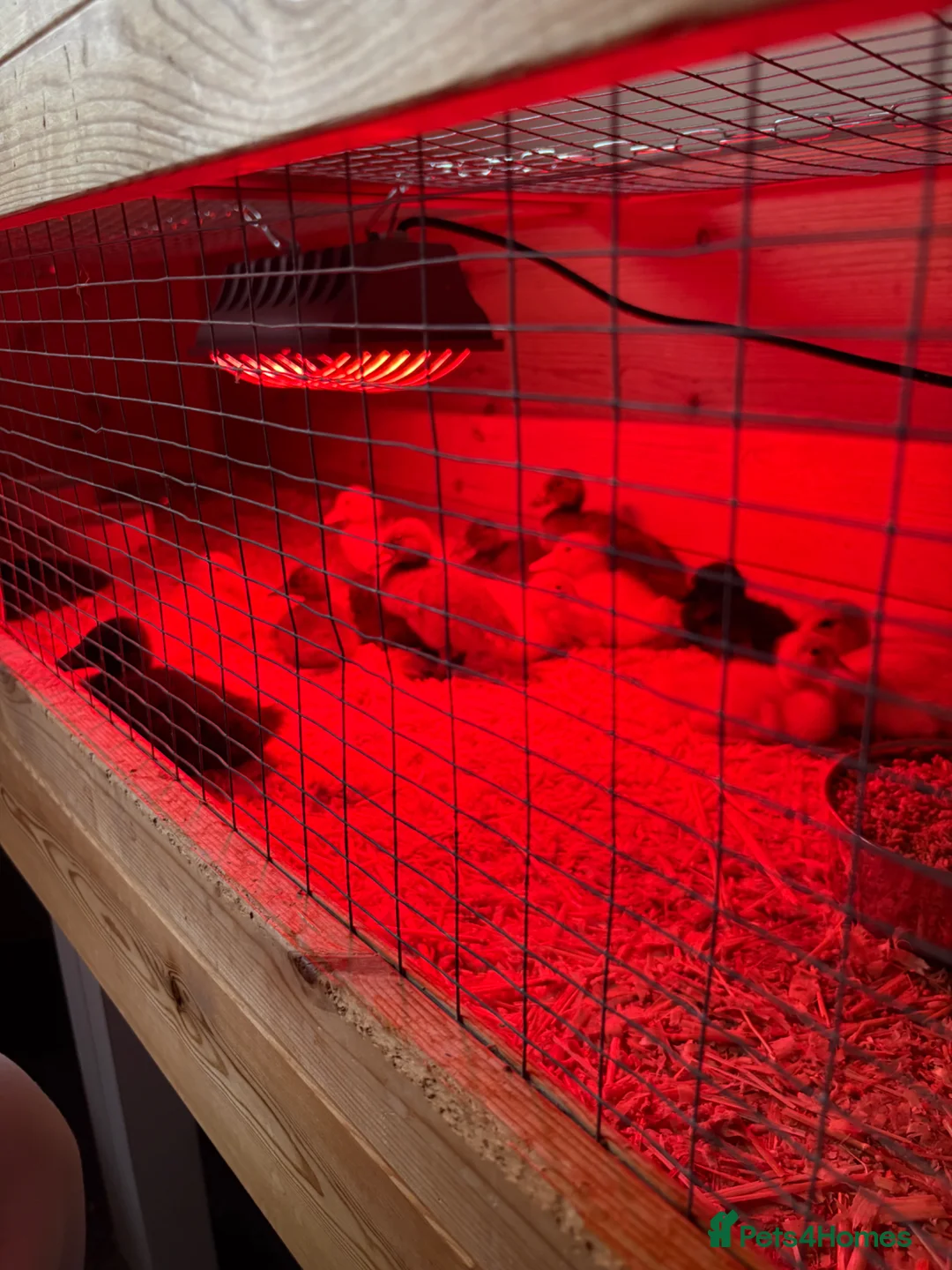 Ducks poultry for sale: 4 Khaki Campbell Ducklings - Advert 8