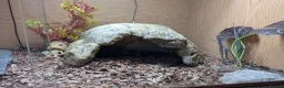 Skink reptiles for sale: Much loved blue tounged skink  in Ipswich - Advert 7