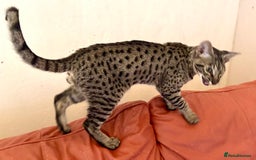 Savannah cats for sale: F7 brown & charcoal spotted savannah kittens - Image 7