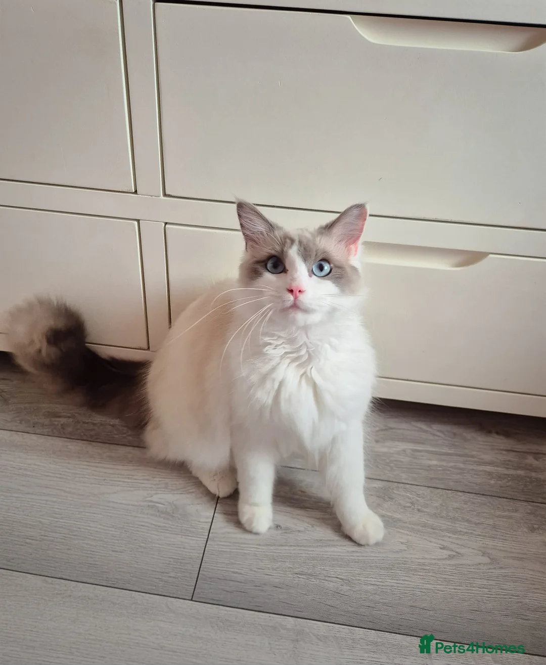 Ragdoll cats for sale: Bi-Colour male Ragdoll - Advert 1