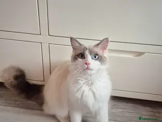 Ragdoll cats Bi-Colour male Ragdoll - Advert 1