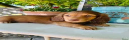 Miniature Dachshund dogs for sale: Chocolate, Cream & Dapple - 5 star Breeder  - Advert 4
