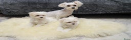 Maltese dogs for sale: Gorgeous Maltese puppies - Advert 9