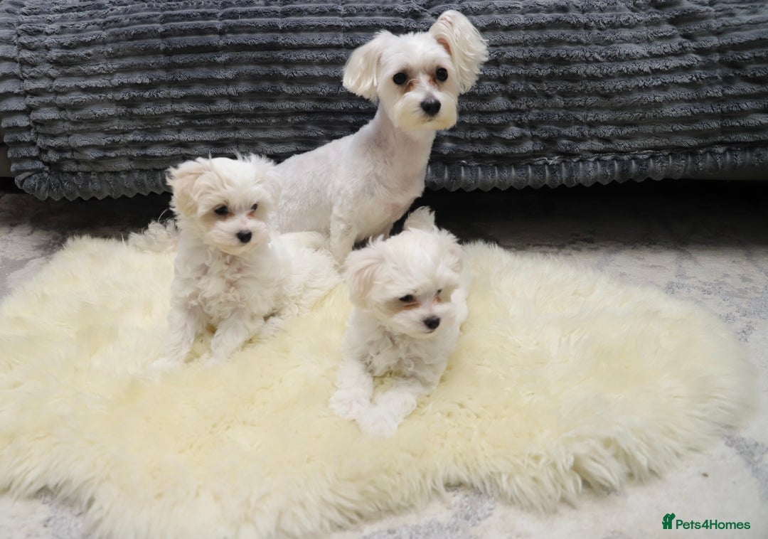 Maltese dogs for sale: Gorgeous Maltese puppies - Advert 9