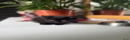 Scottish Fold cats for sale: Beautiful Scottish Fold & Straight Female Kittens - Advert 5