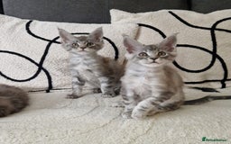 Maine Coon cats for sale: Beautiful GCCF Mainecoon kittens  - Image 2