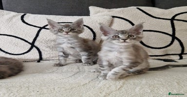 Maine Coon cats - Advert 9