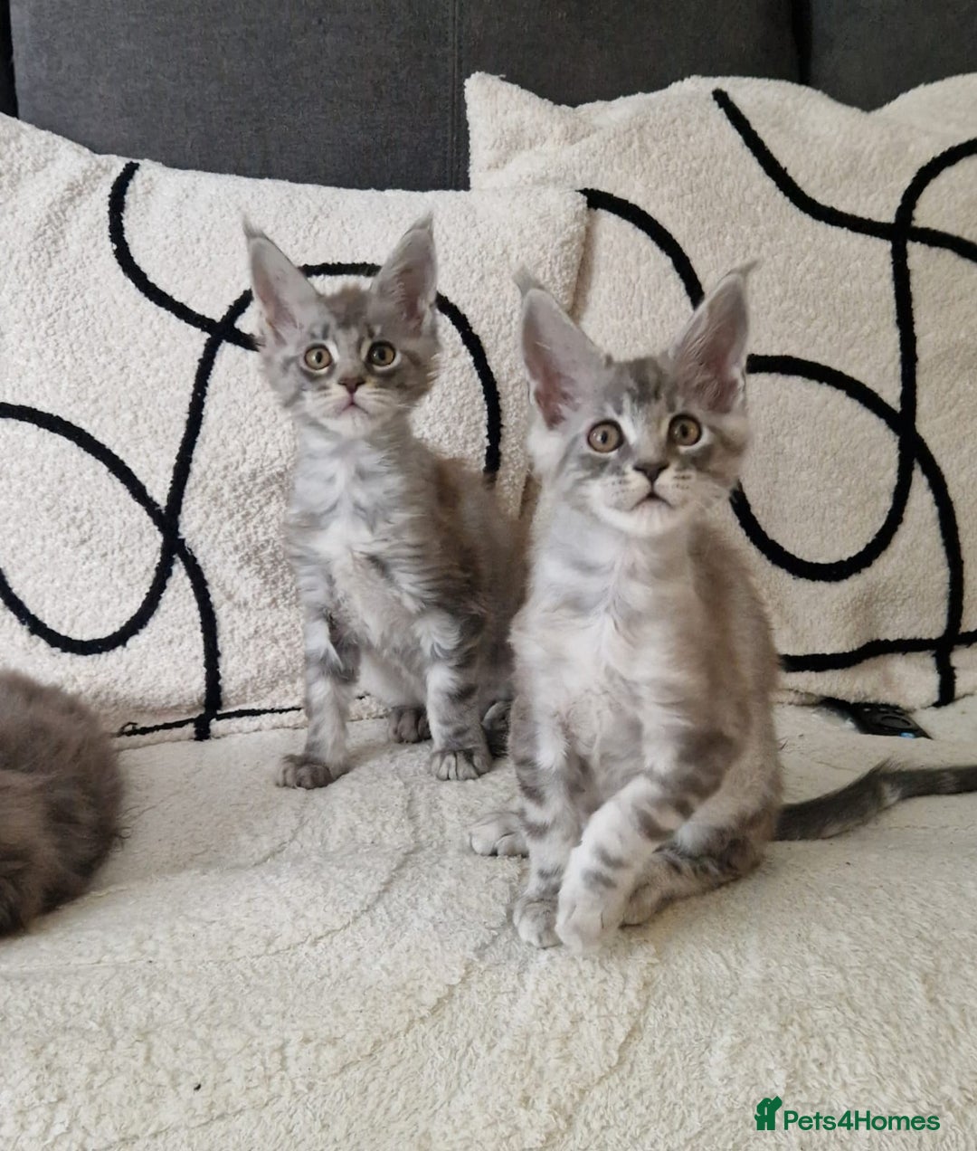 Maine Coon cats for sale: Beautiful GCCF Mainecoon kittens  - Image 2