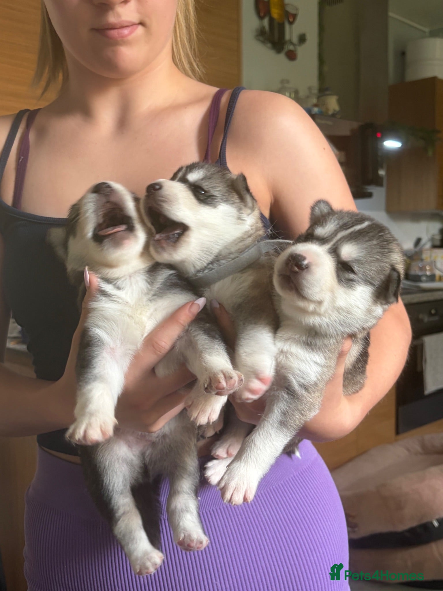 Siberian Husky dogs Stunning husky pups  - Advert 2